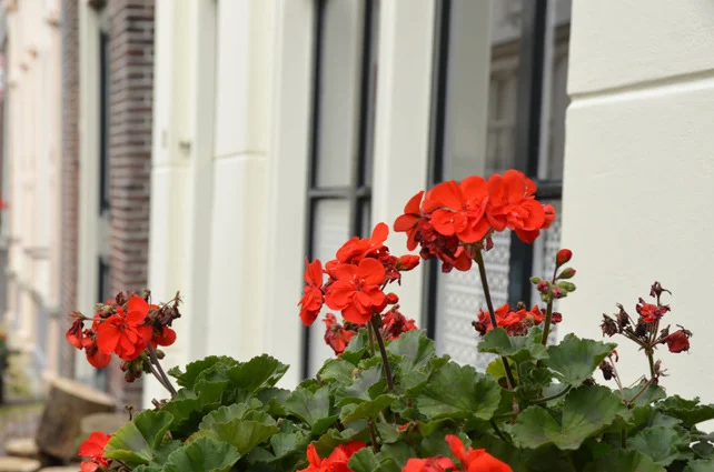 edam20.jpg