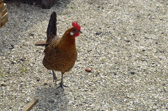 zs_chicken.jpg