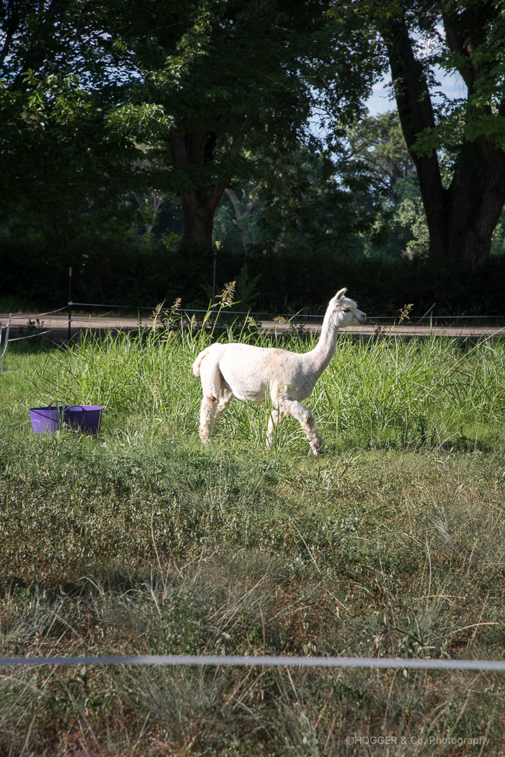 ABQ_NM_LosPoblanos_2017_©Hogger&Co_blogWM_088.jpg