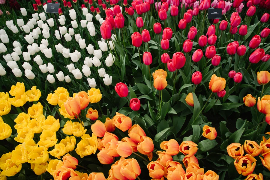 Amsterdam_blog_©Hoggerandco_003.jpg