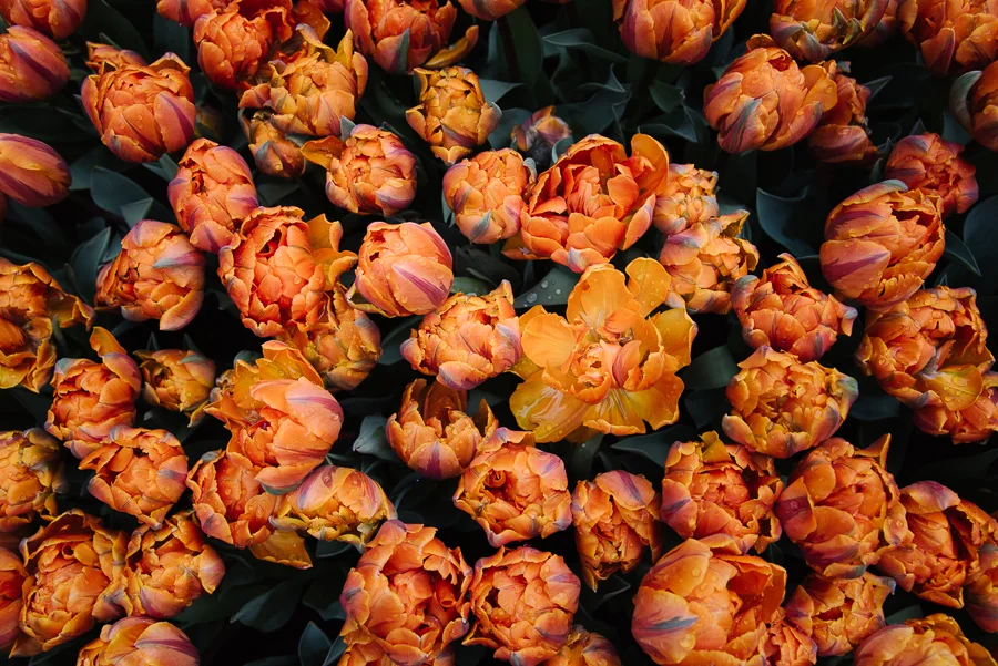Amsterdam_blog_©Hoggerandco_029.jpg