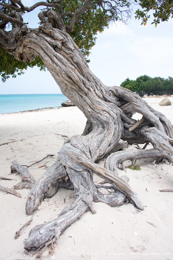 Aruba_Hyatt_©HOGGER&Co._WM_119.jpg