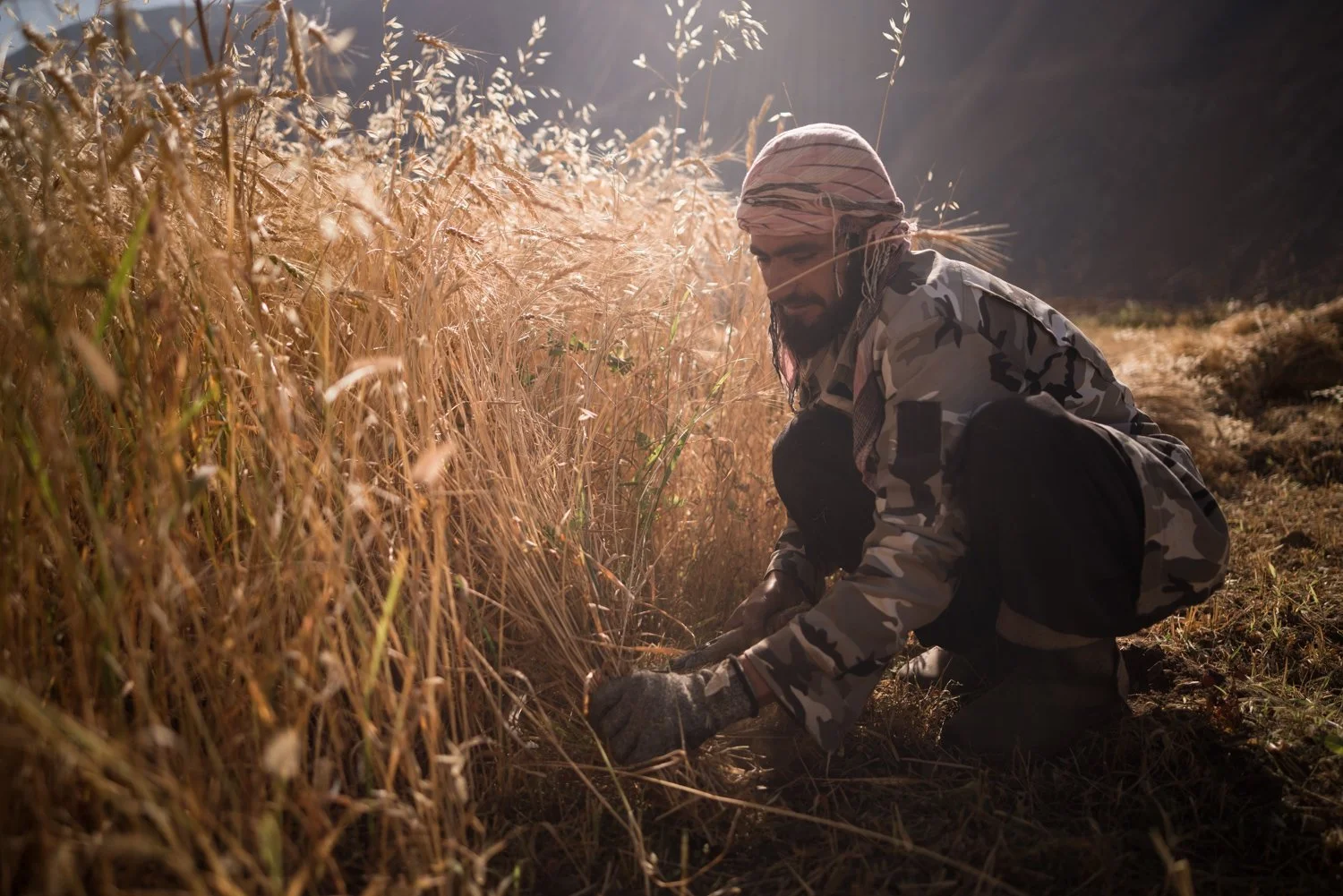  A farmer cutting wheat close to the Anjoman pass 