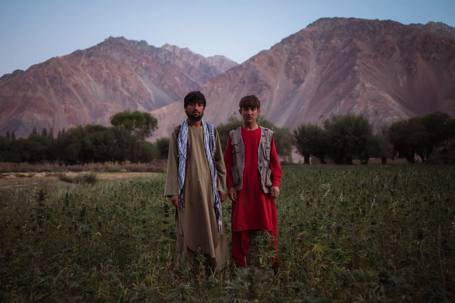  Abu Zai and Ahmad Zohar, from Ewen, standing in a huge cannabis field 