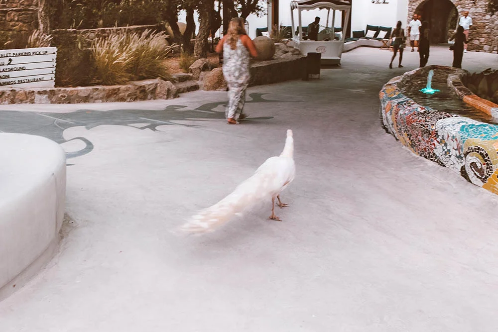 bichos-nammos-mykonos.jpg