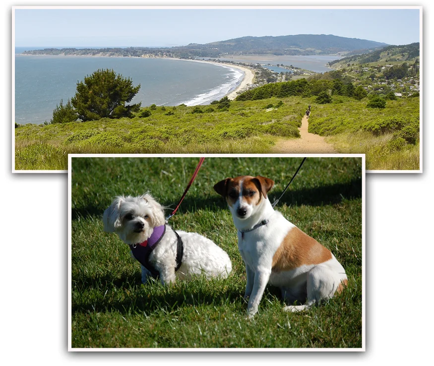 Two Dogs at Stinson Beach Painting