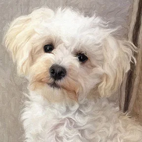 Cavapoo-dog-painting-square-a.jpg
