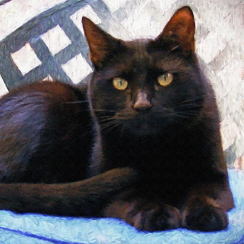 cat on blue cusion painting SQUARE.jpg