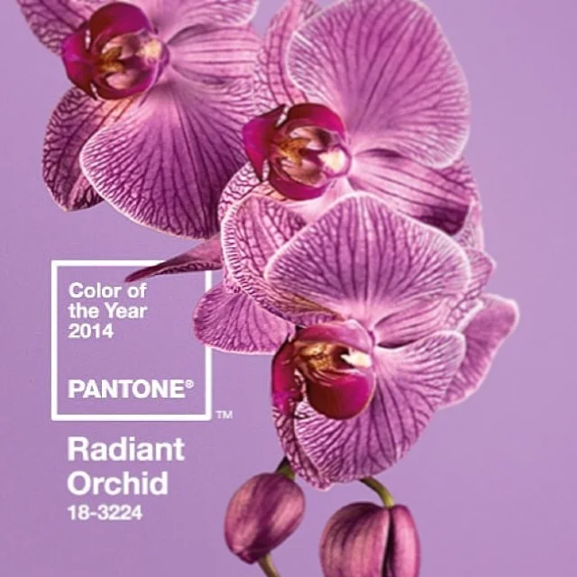 Radiant Orchid 2- Pantone.jpg