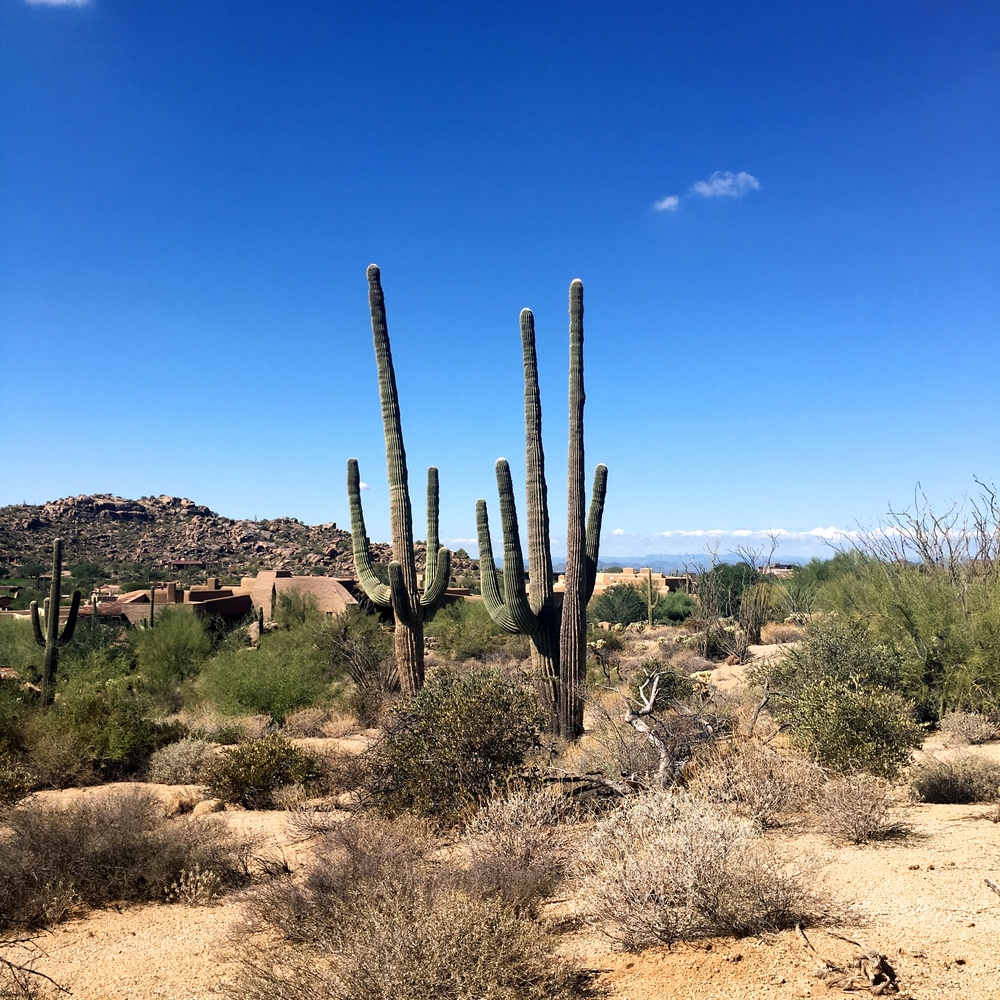 Scottsdale Diary