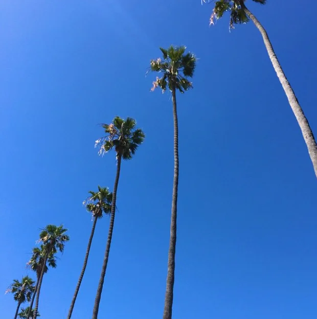 AFLA x Lulu*s L.A City Guide