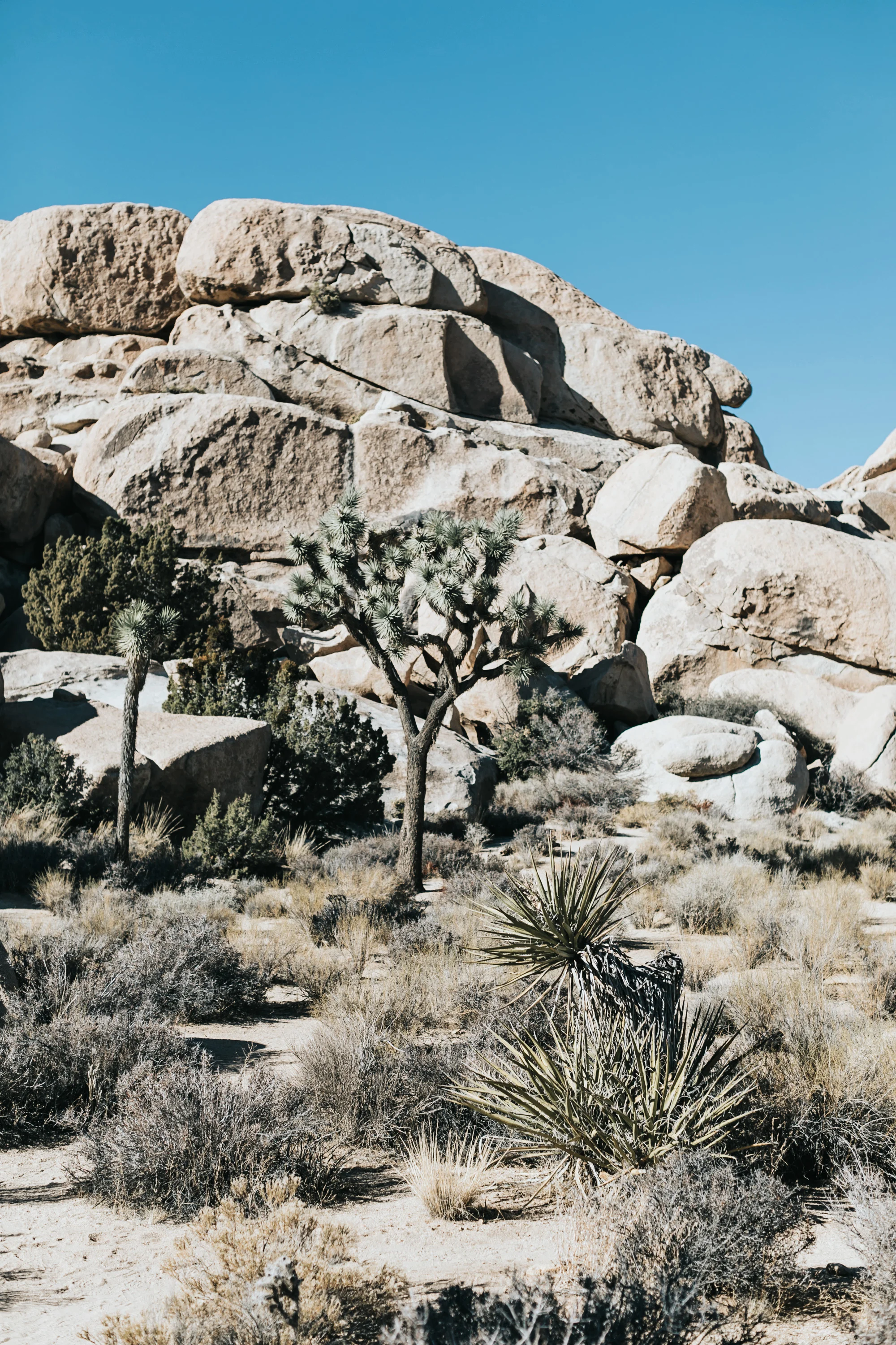 PalmSprings-JoshuaTree-Dec2017-4459.jpg