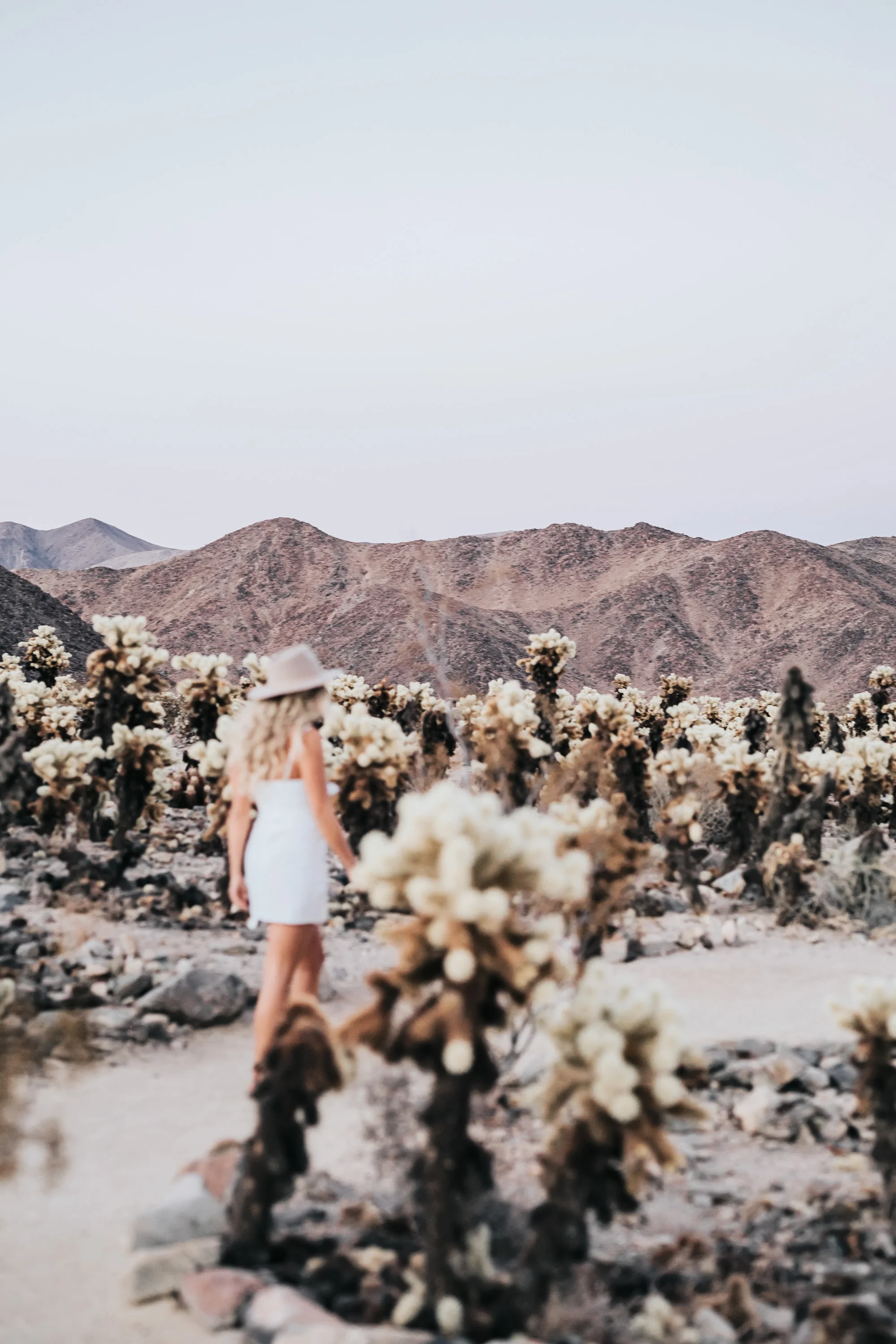 PalmSprings-JoshuaTree-Dec2017-5392.jpg