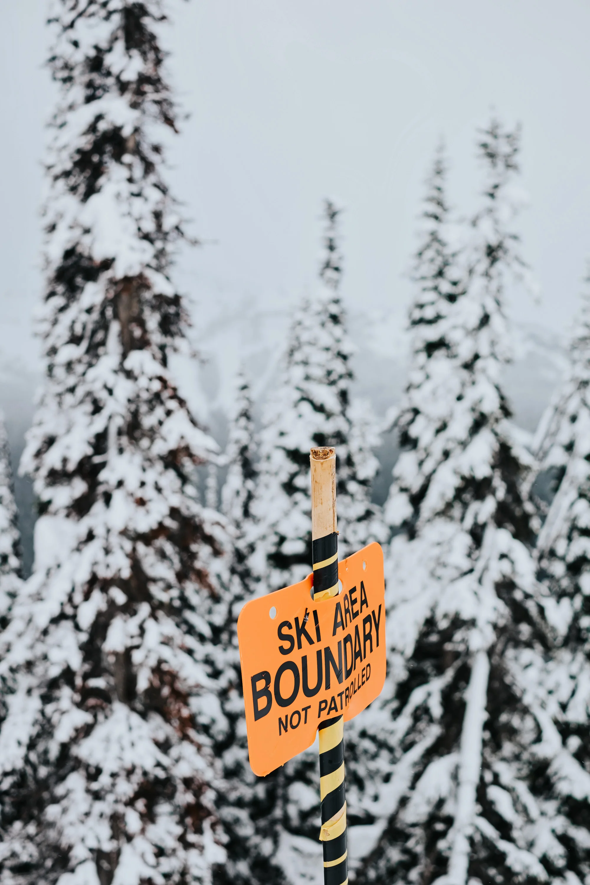 Cara-FSWhistler-01FEB18-1100.jpg
