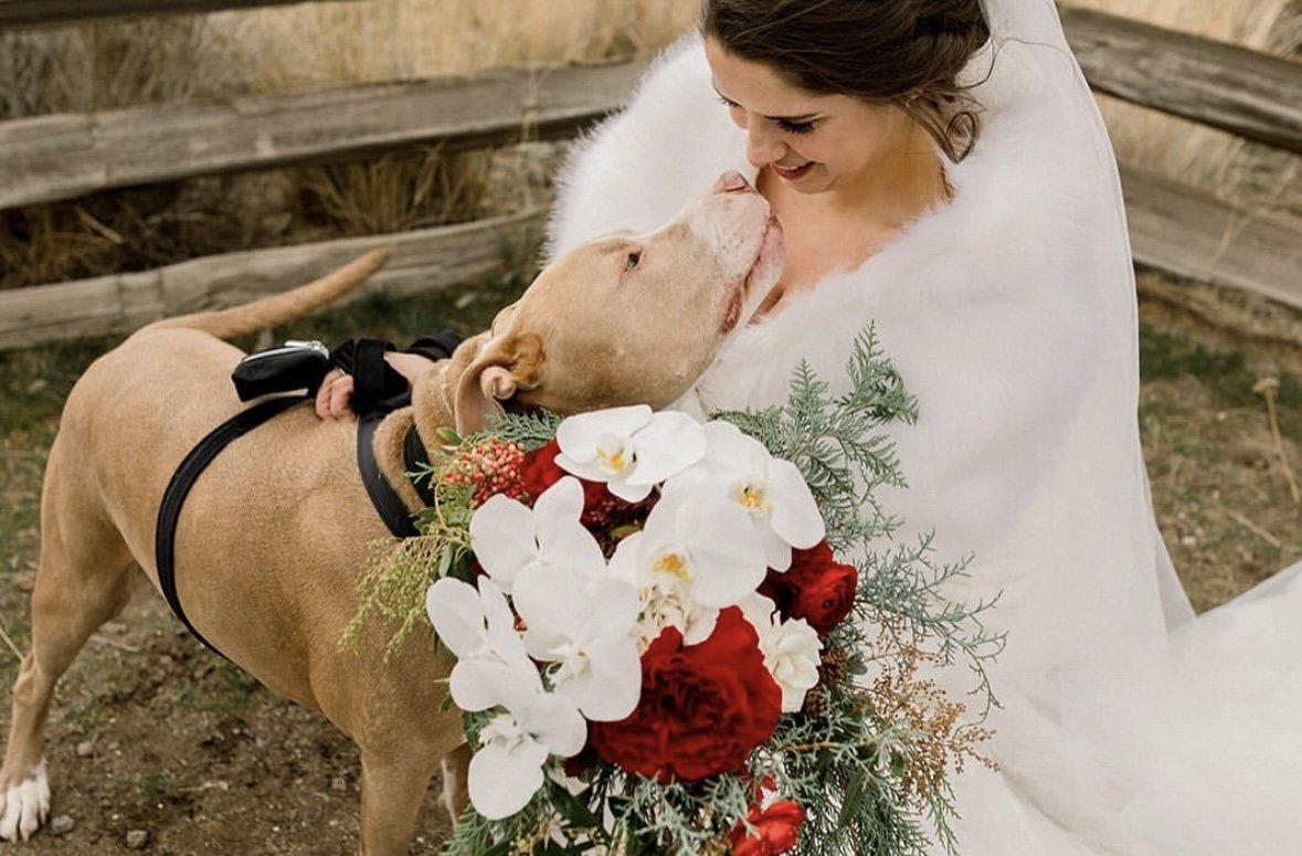 A woman in a white dress, likely a bride, holding a bouquet of white and red flowers, is affectionately touching noses with a brown dog wearing a black harness. The scene is outdoors with a wooden fence in the background.