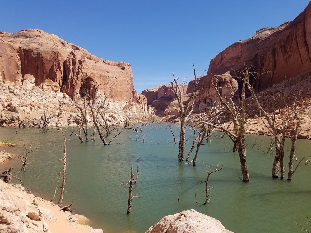  Ghost forests in Clear Creek 