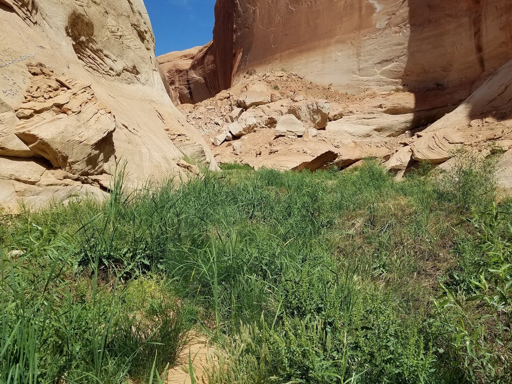  Native grasses and cattails returning in a side canyon of 50-mile wash 