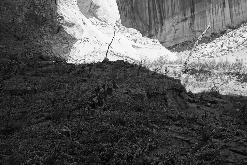  Streaks and a ghost tree in a 50-mile sidecanyon 