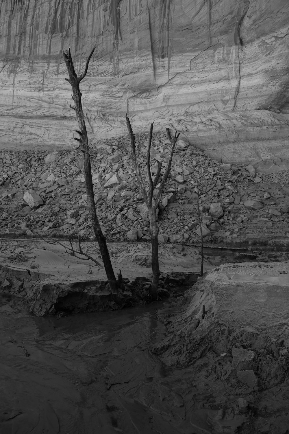  Ghost trees in Clear Creek 