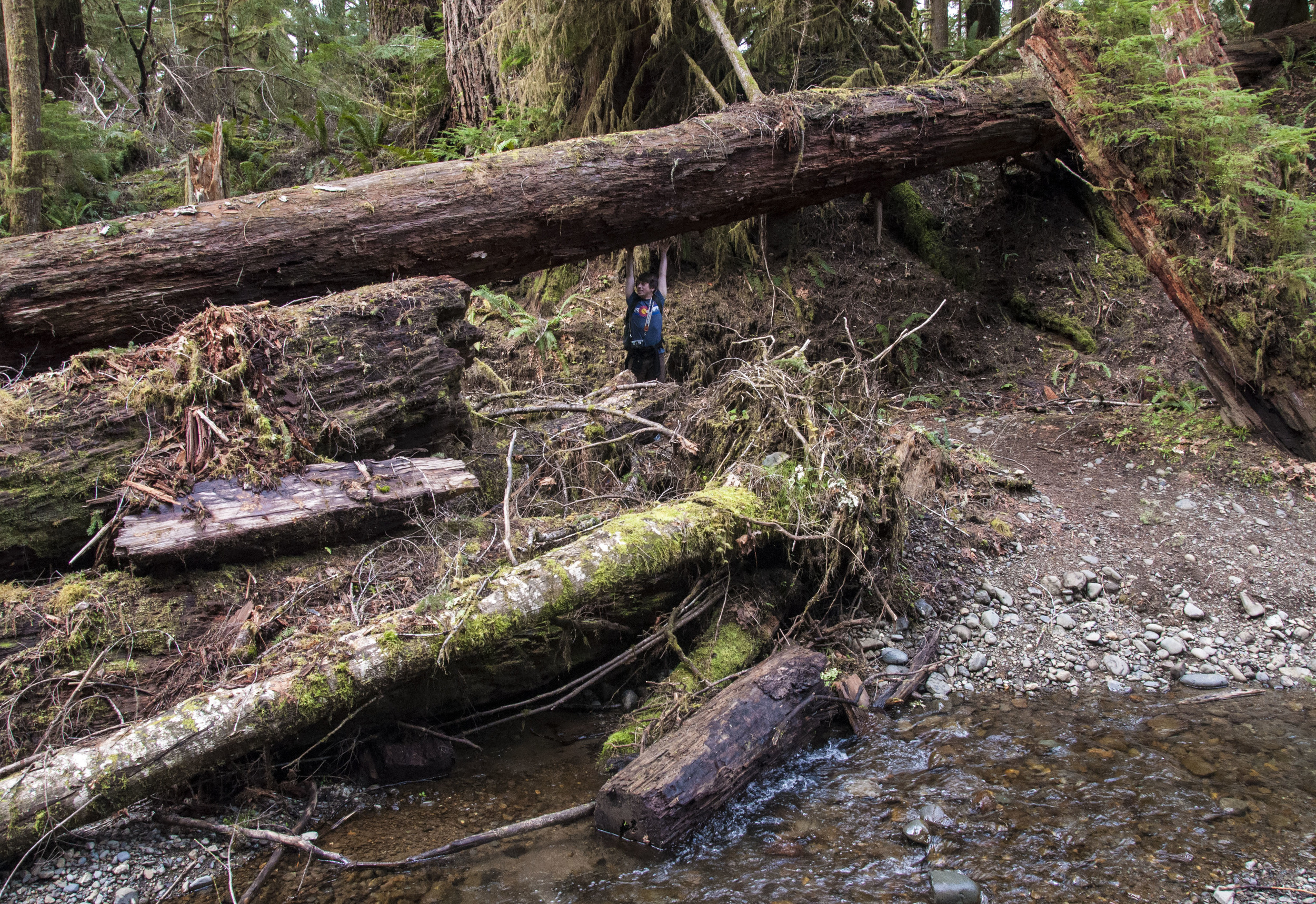 Hoh Rainforest, Washington
