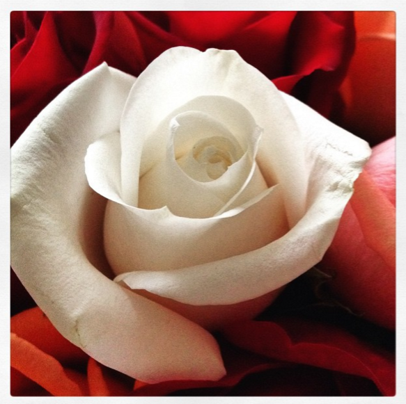 One rose from the bunch.