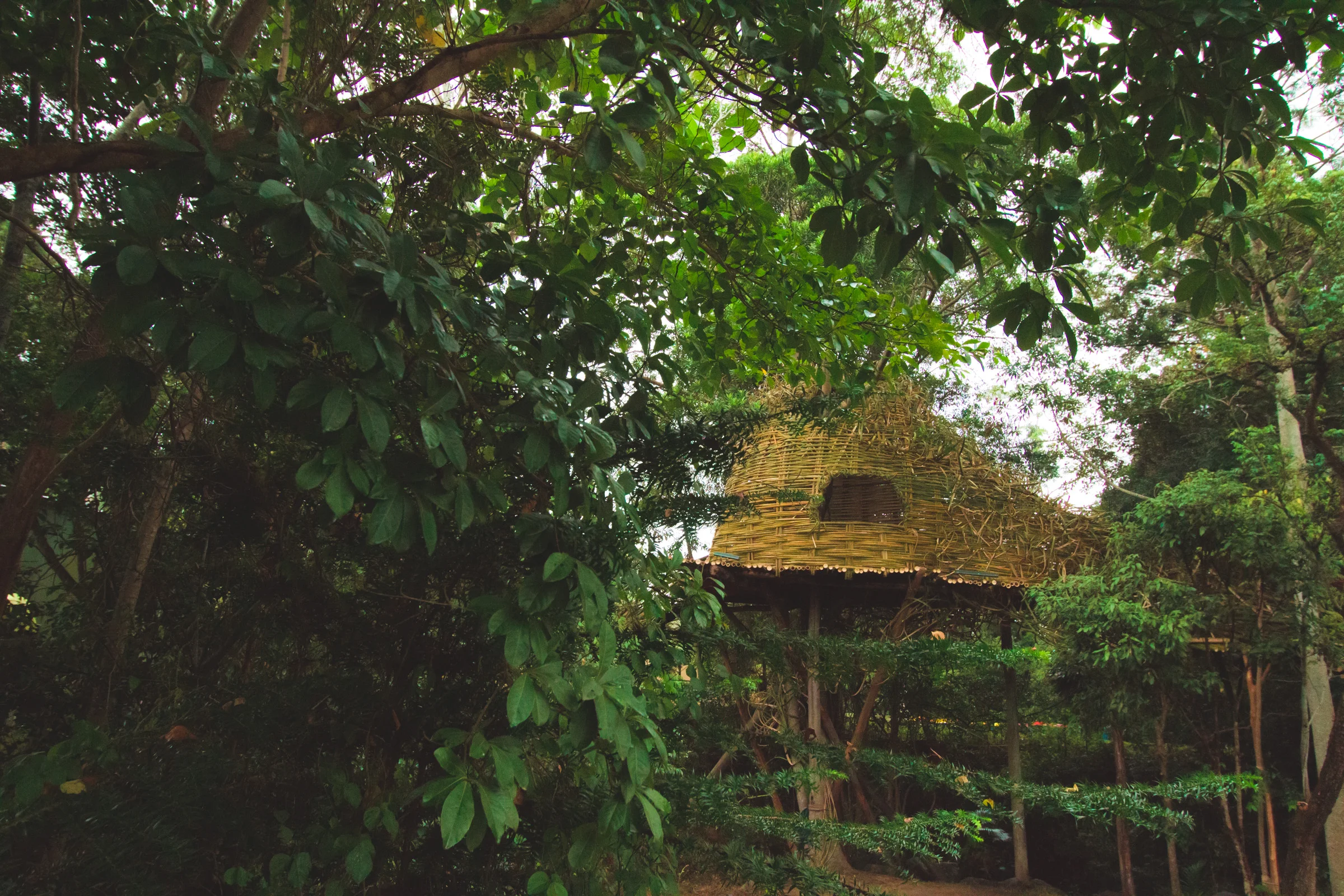 Tree house photography by Mercurio Alvarado  (30 of 132).jpg