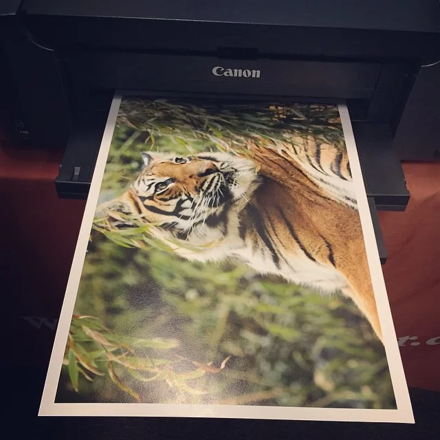 Wren's print. Photo by Wren Bentley.