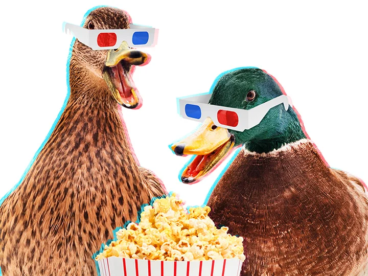 DucksWatchTogether_Thumb.jpg