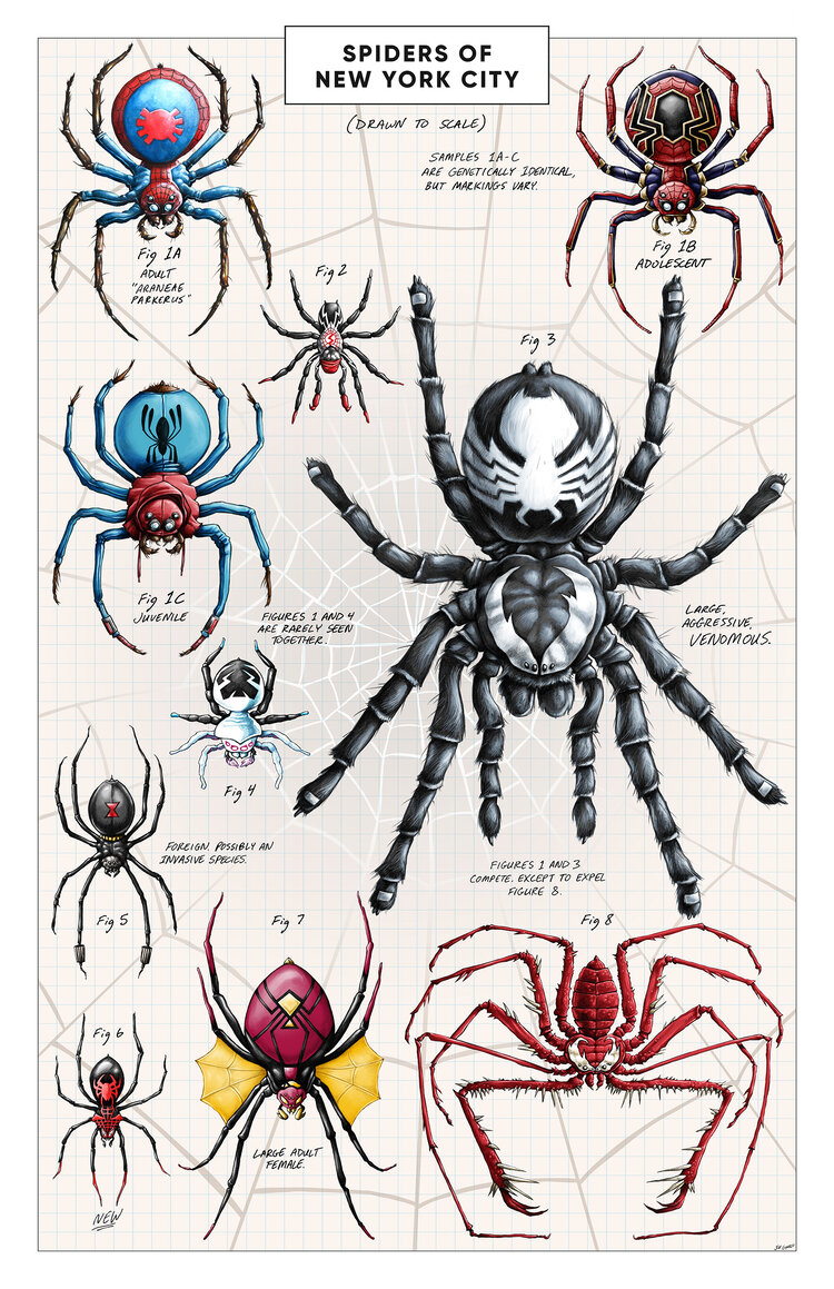 Spiders of New York City — Jeff Carpenter