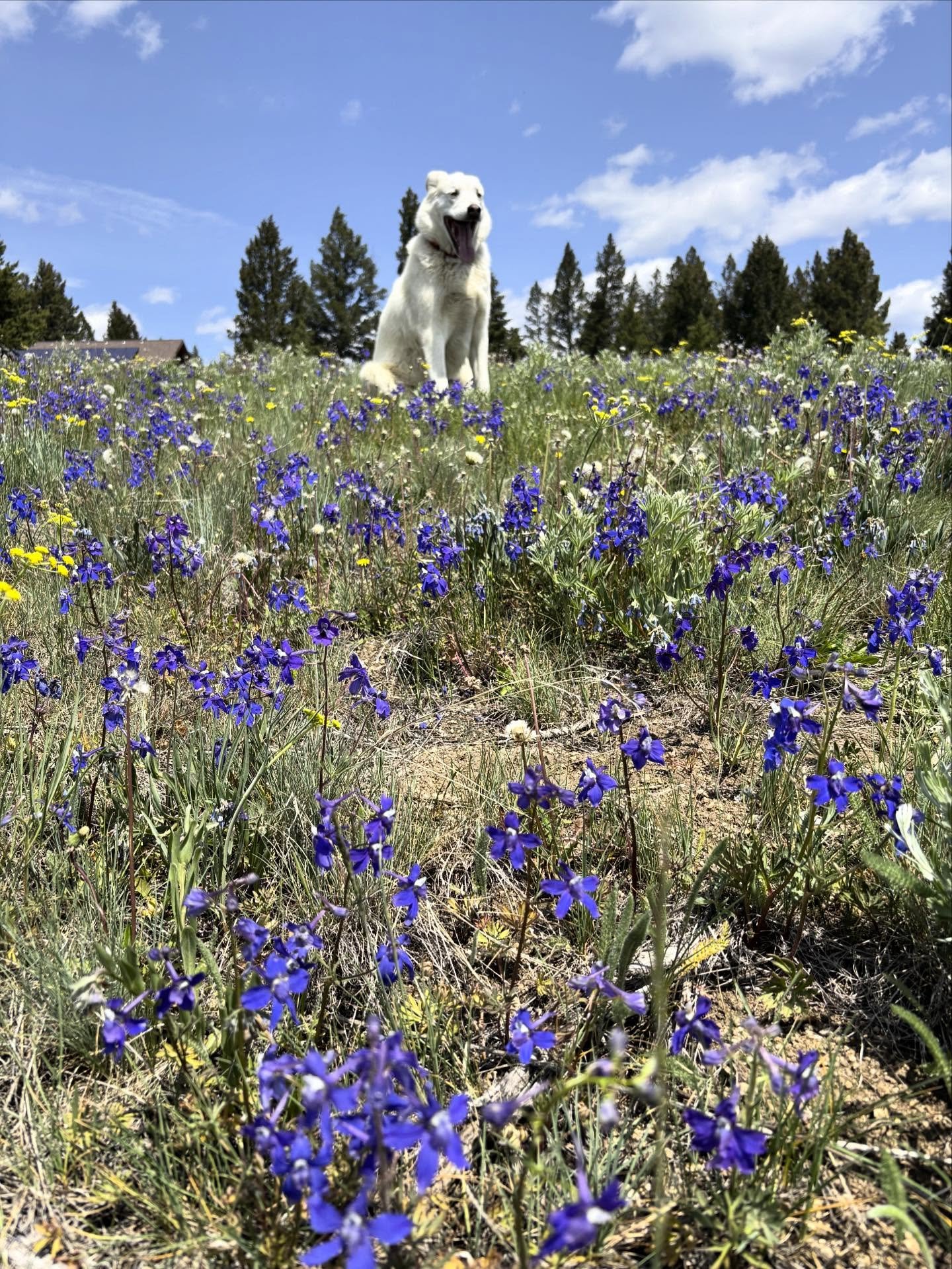 Nona enjoying the blooming Larkspur - early summer is here and it’s beautiful!