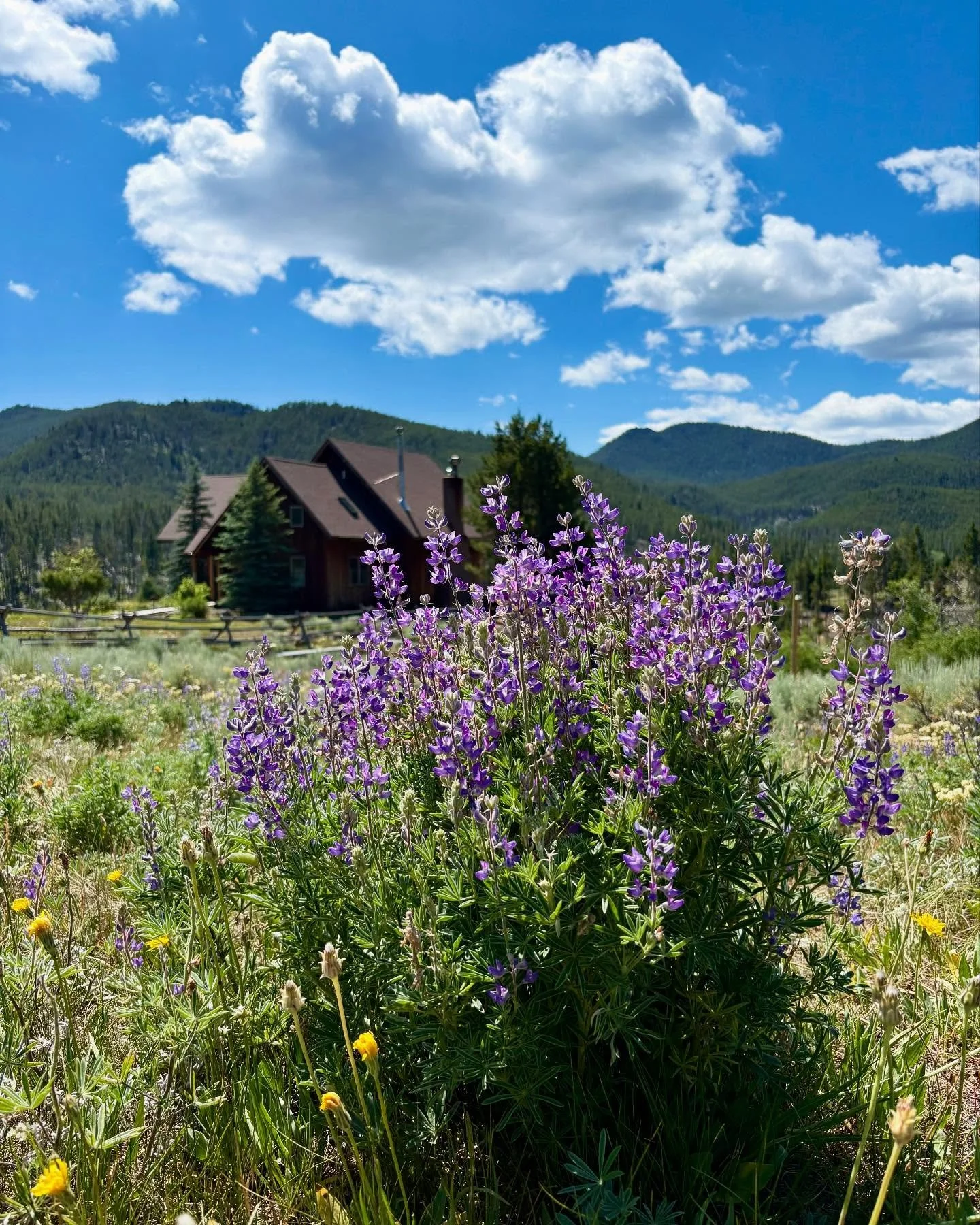 Lupine looking good!
