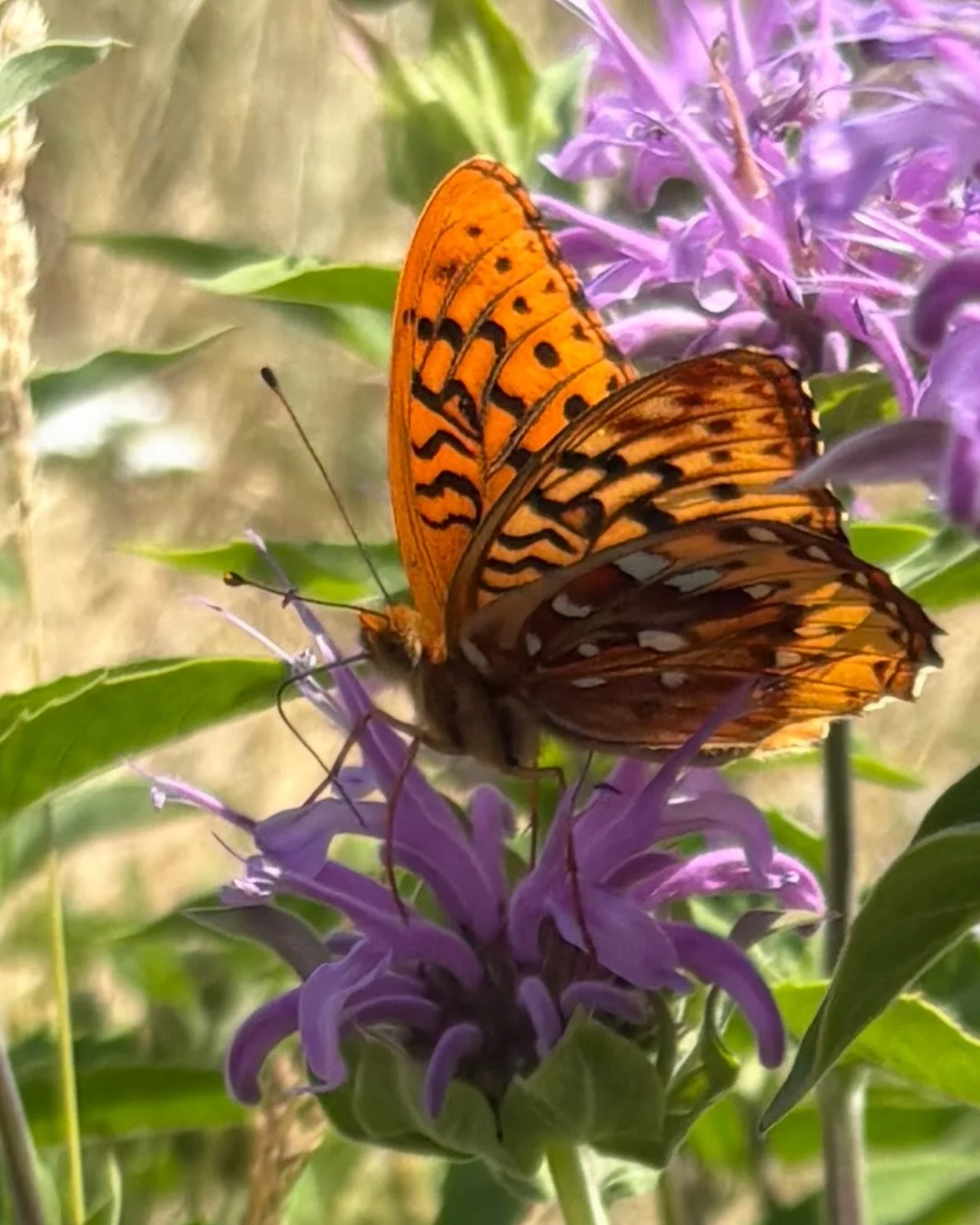 More than bees love the Bee Balm flowers in front of the Lodge. What a lovely native Montana flower!