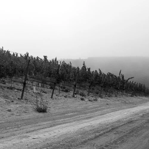 vineyards-3.jpg