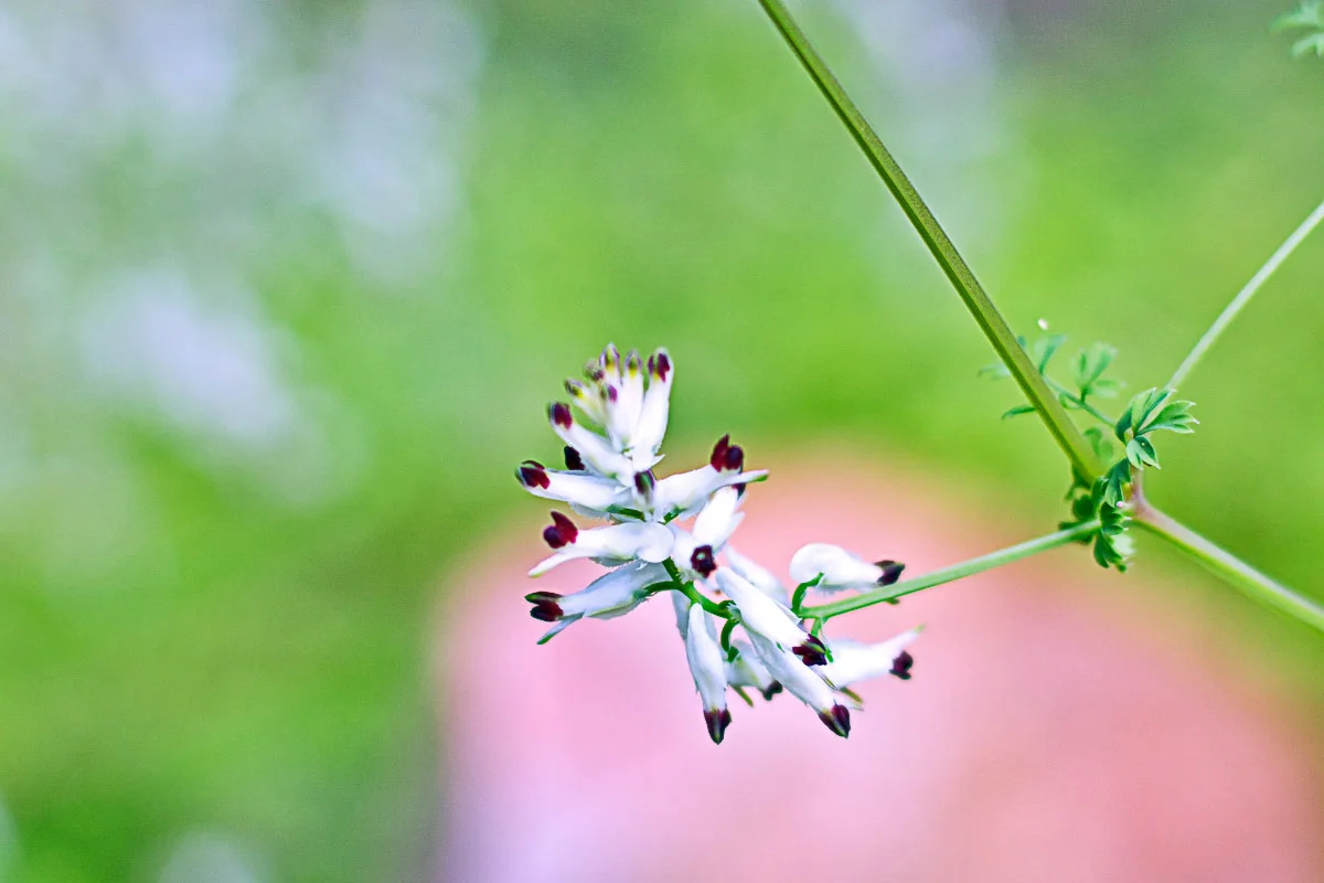 5 flinders flower crop.jpg
