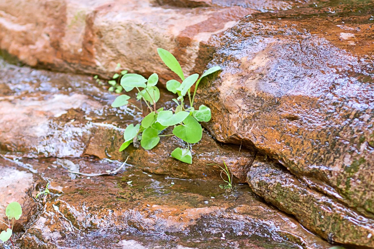 6 flinder rock plant crop.jpg