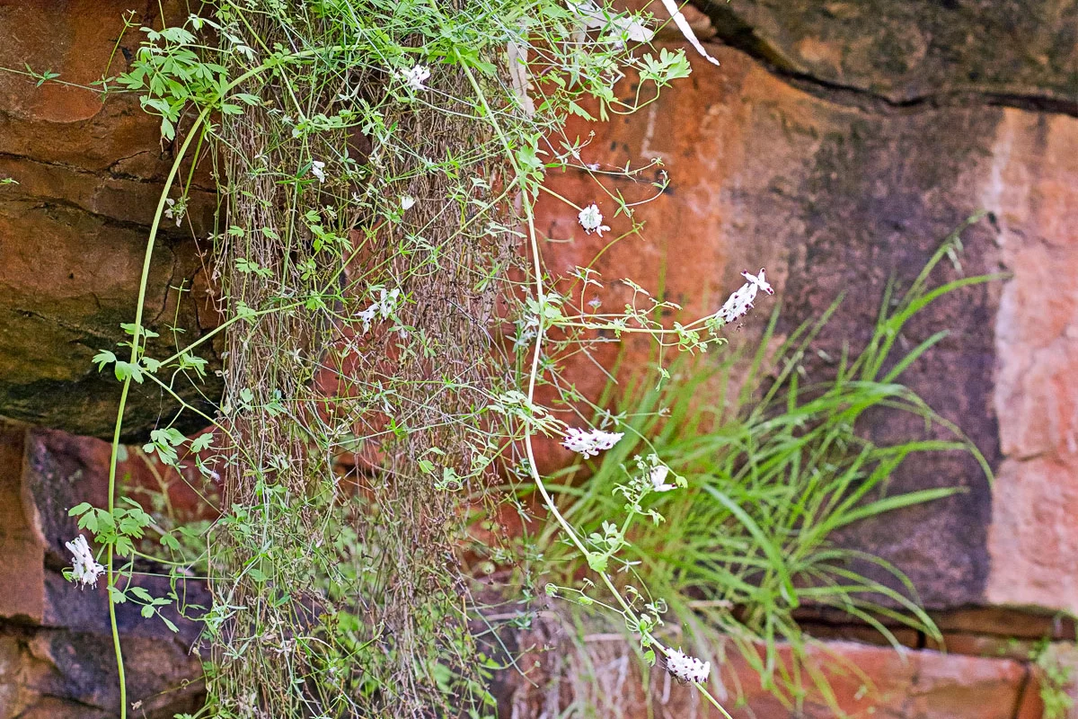 9 flinder plant hanging on rock crop.jpg