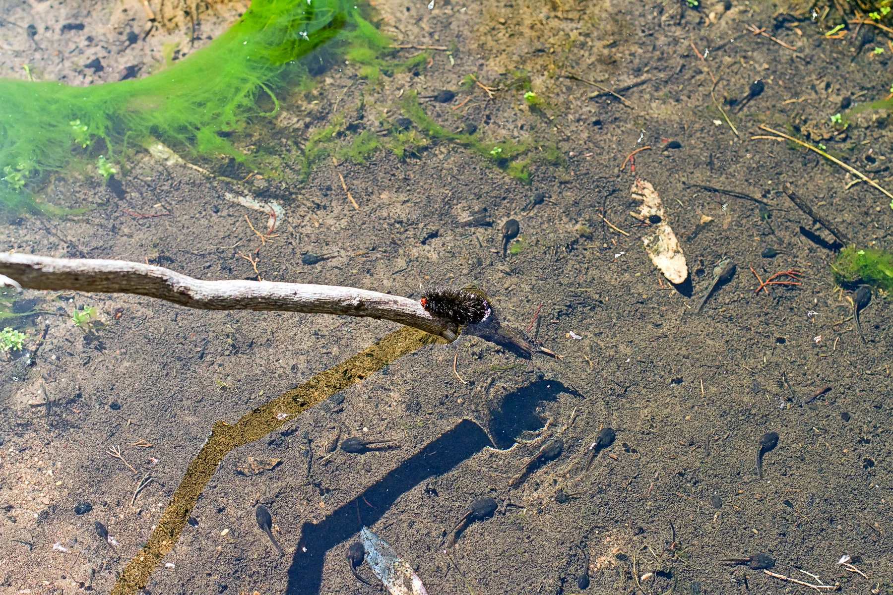 11 saving caterpilla.jpg