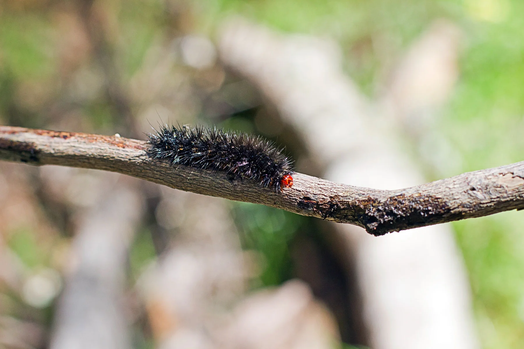 12 caterpilla.jpg