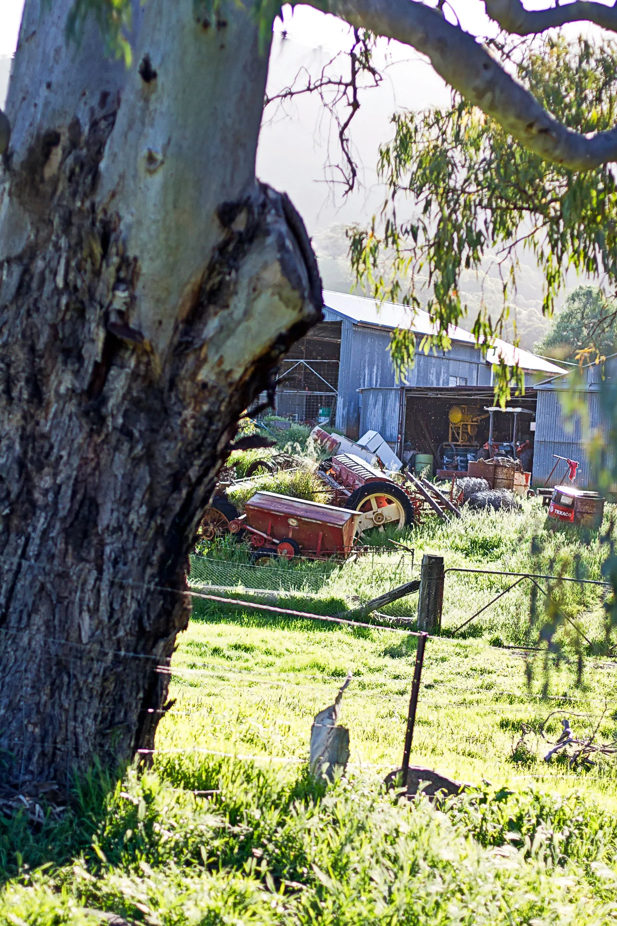 3 Magic Hour Farm.jpg