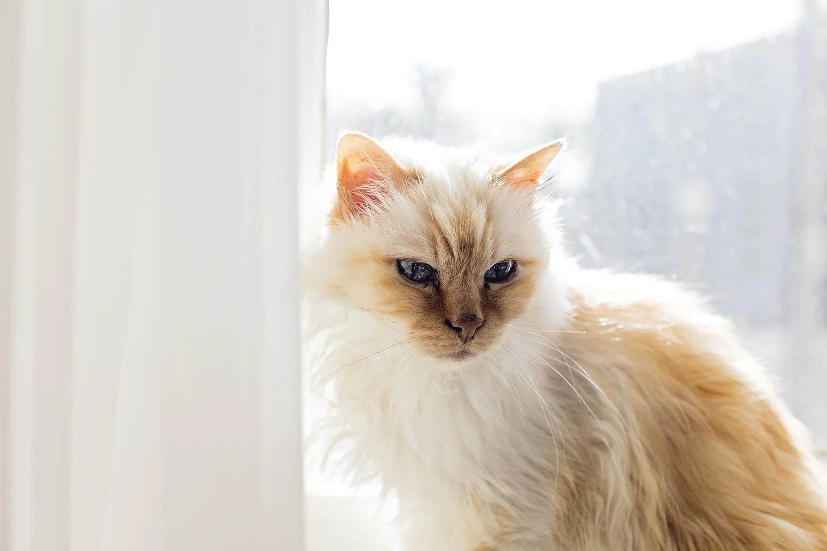 Señor Fluffy - The Ancient Birman