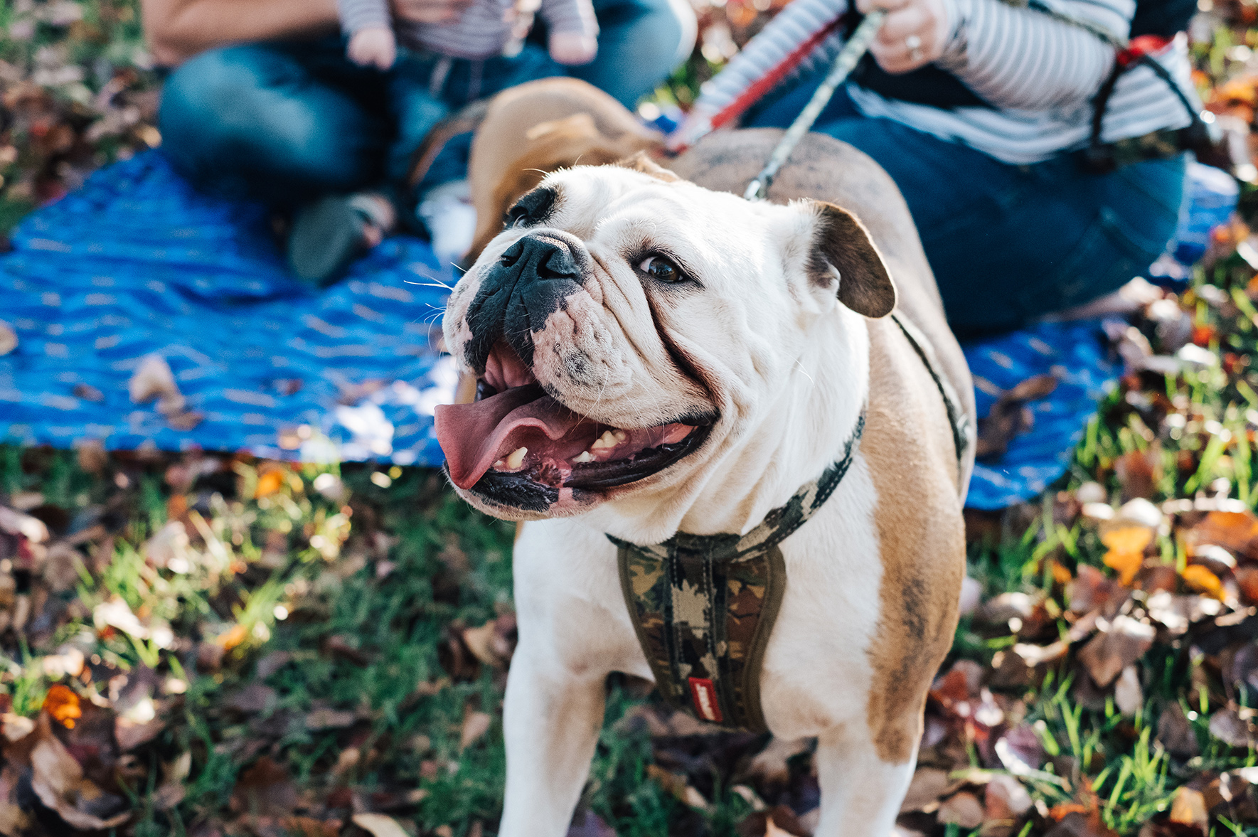 family-dog-baby-photography-adelaide-garden-02.jpg