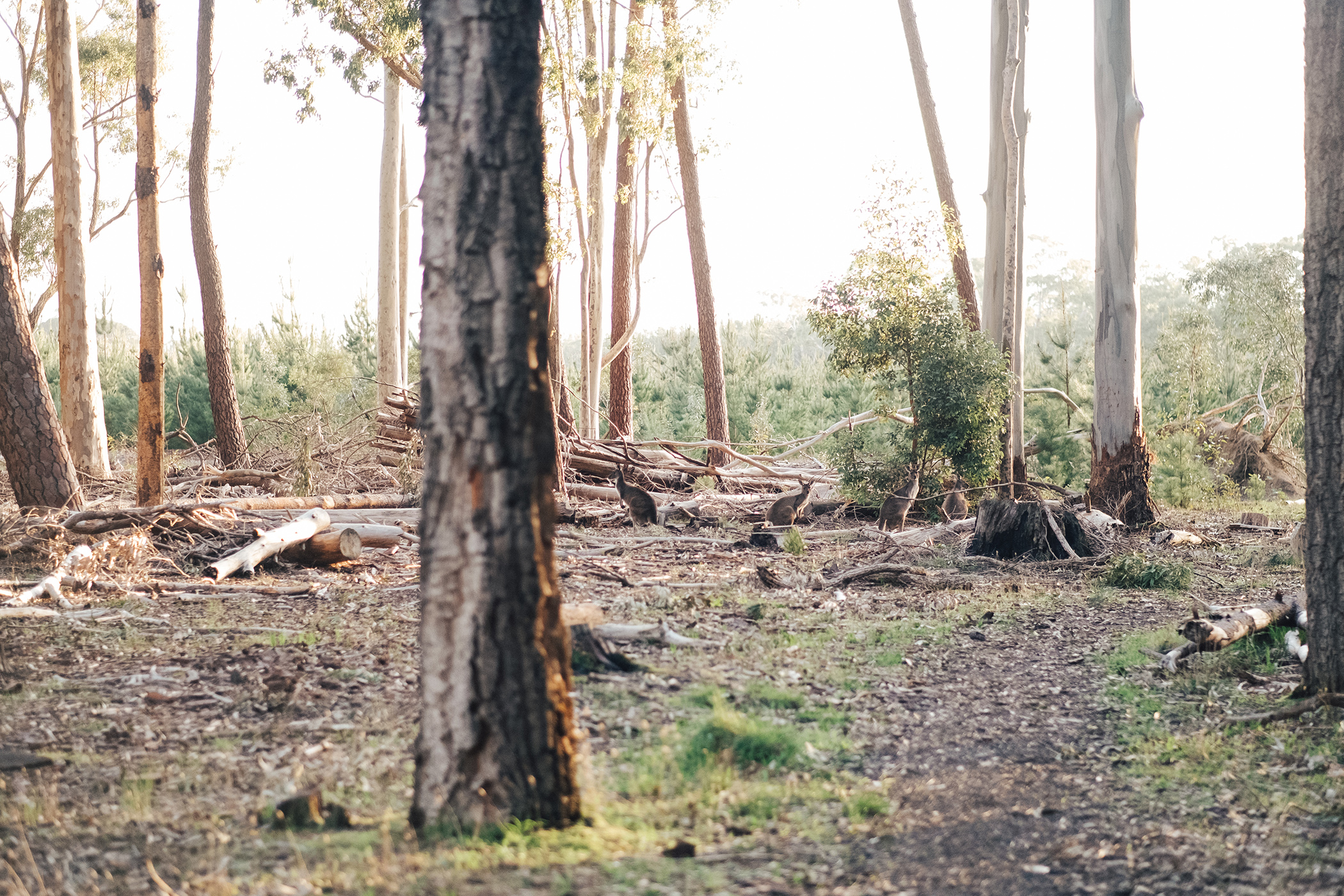 Kuitpo Forest Engagement Session 13.jpg