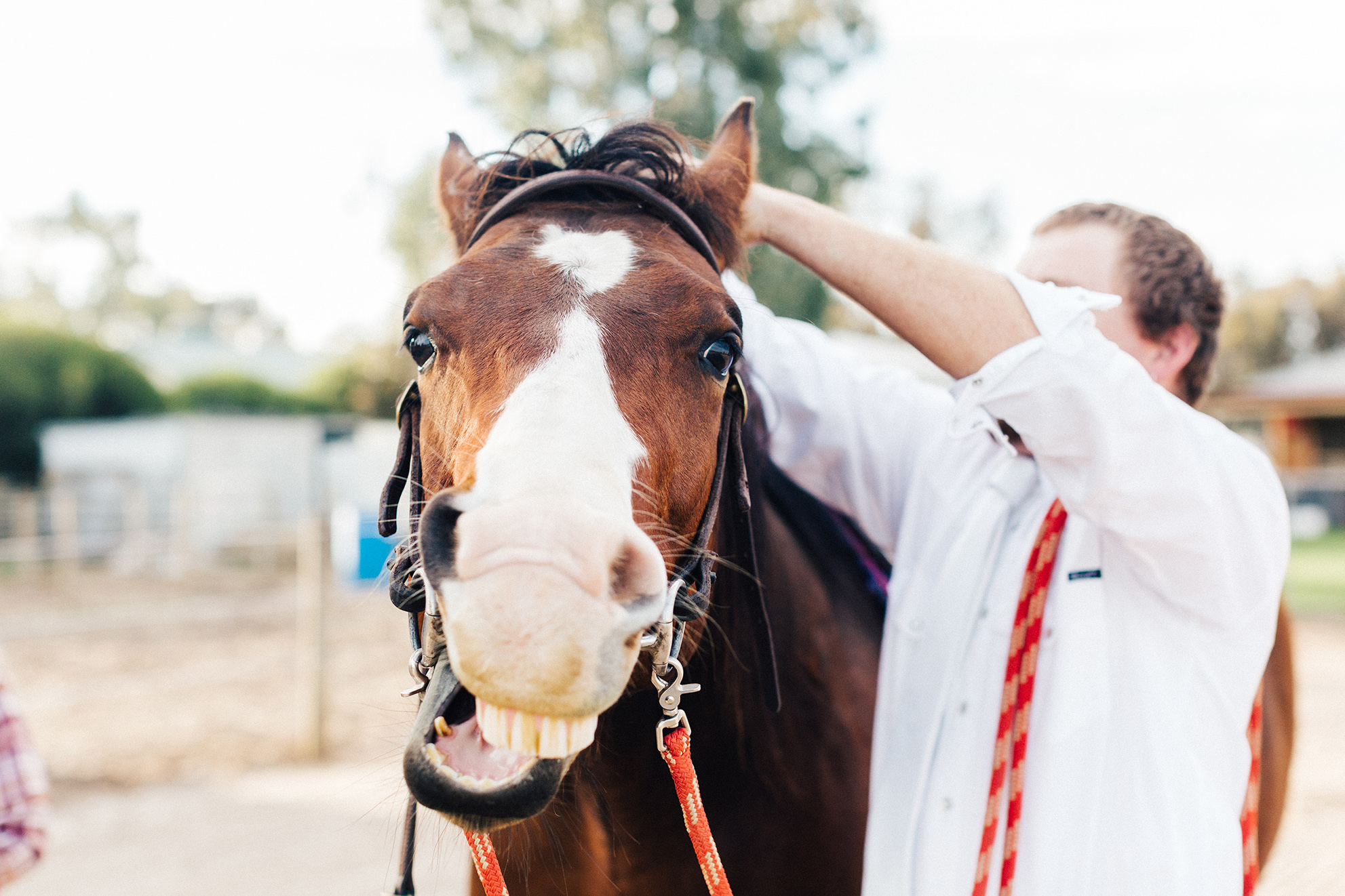 Bridal Portraits Horses 010.jpg