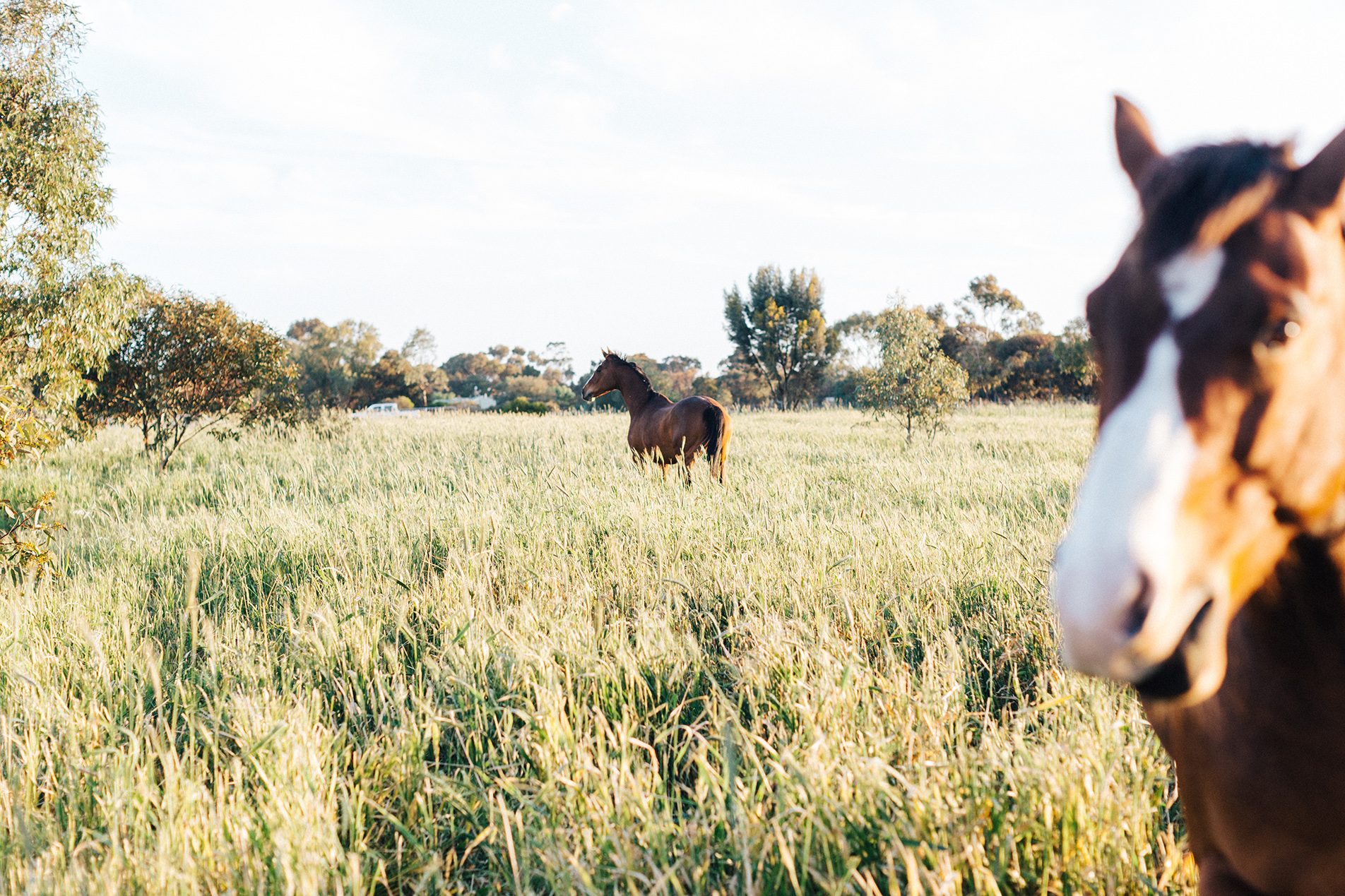 Bridal Portraits Horses 026.jpg