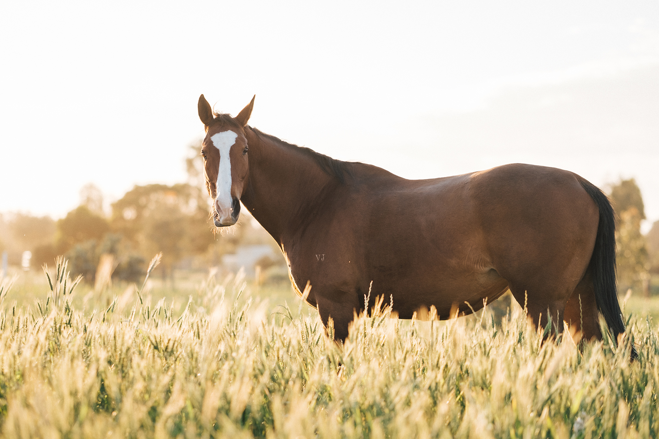 Bridal Portraits Horses 030.jpg