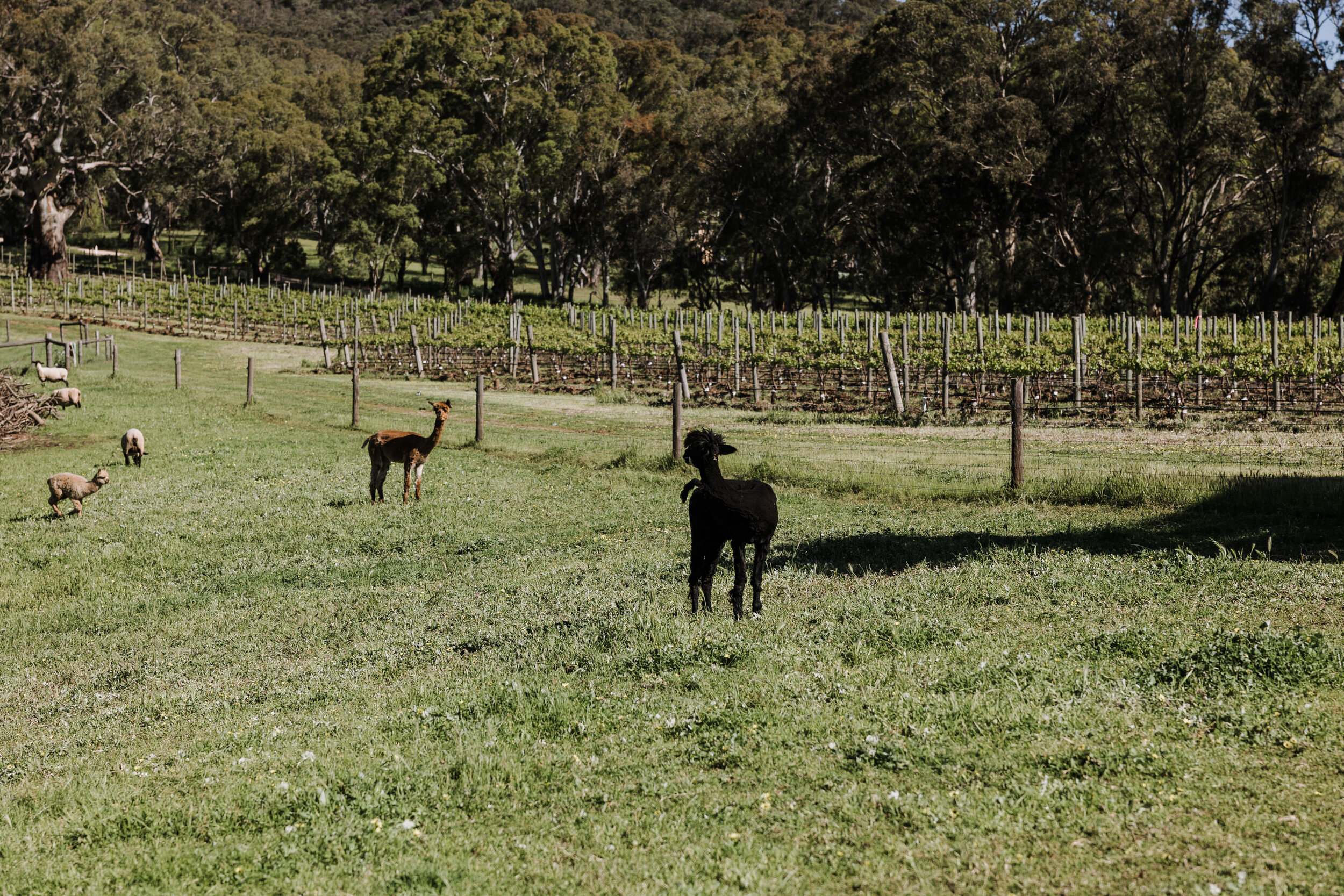 Beautiful Gay McLaren Vale Elopement 02.JPG