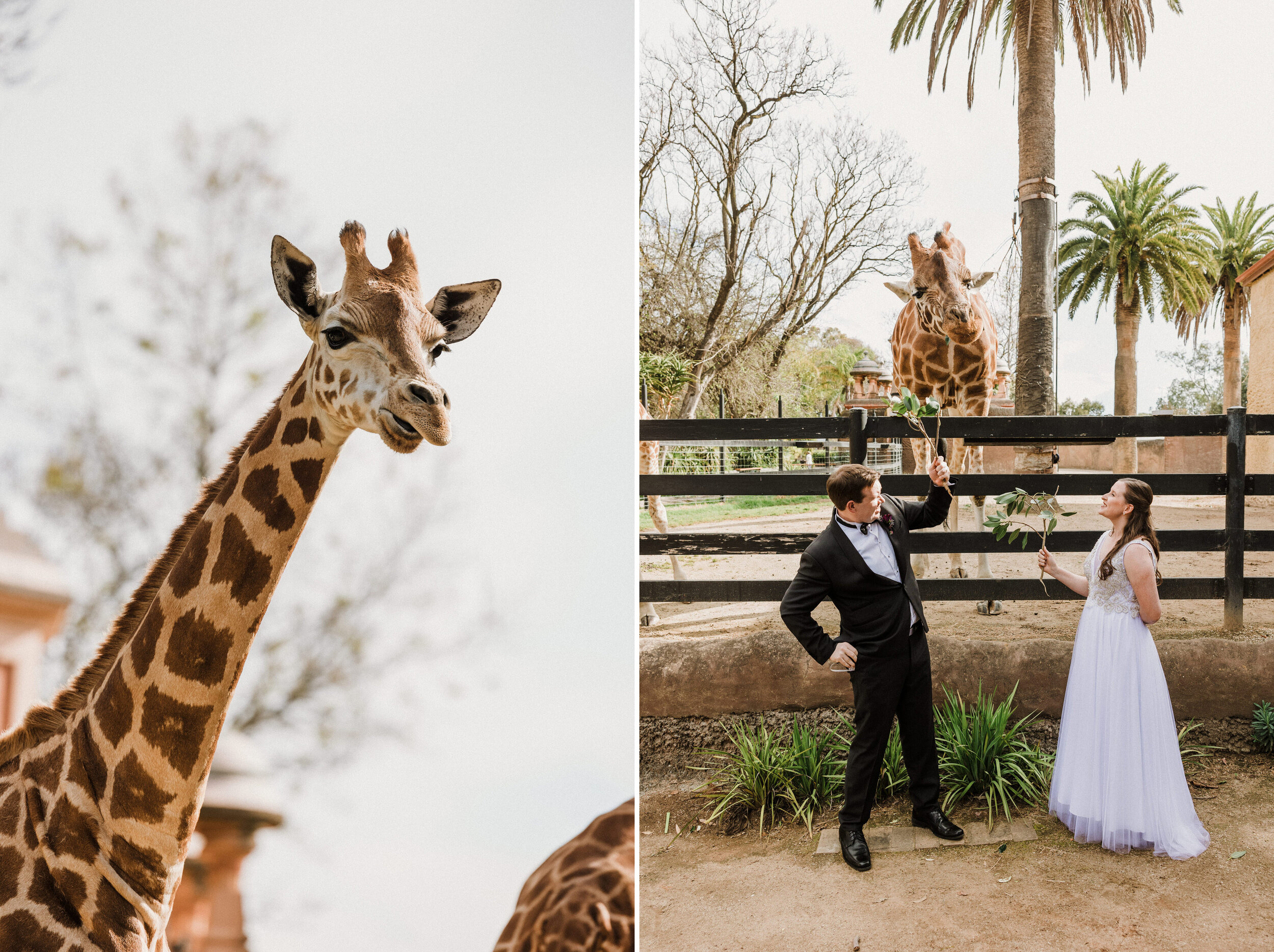 Adelaide Zoo Wedding 21.jpg