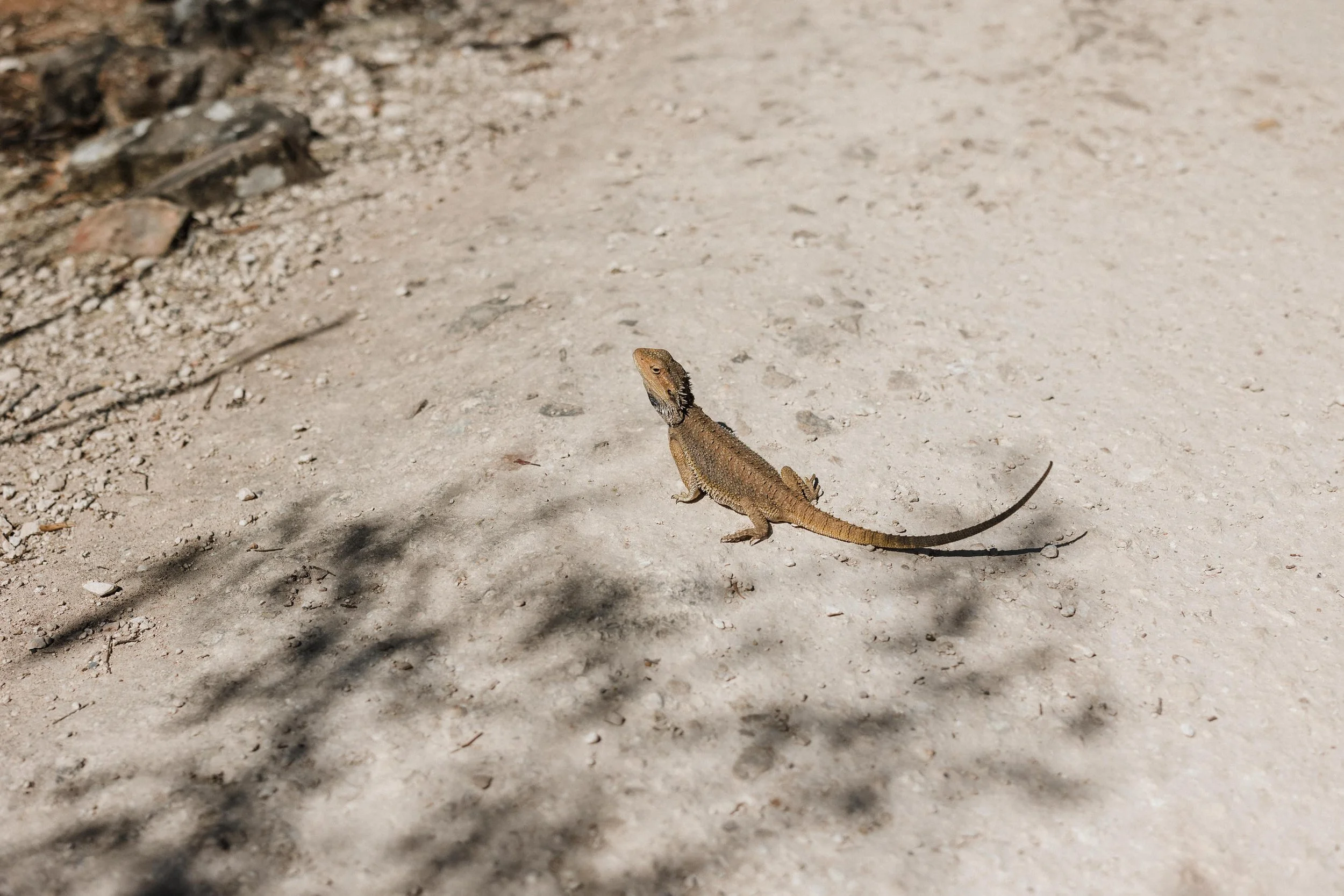 05 Monarto Zoo Wedding - animals.jpg