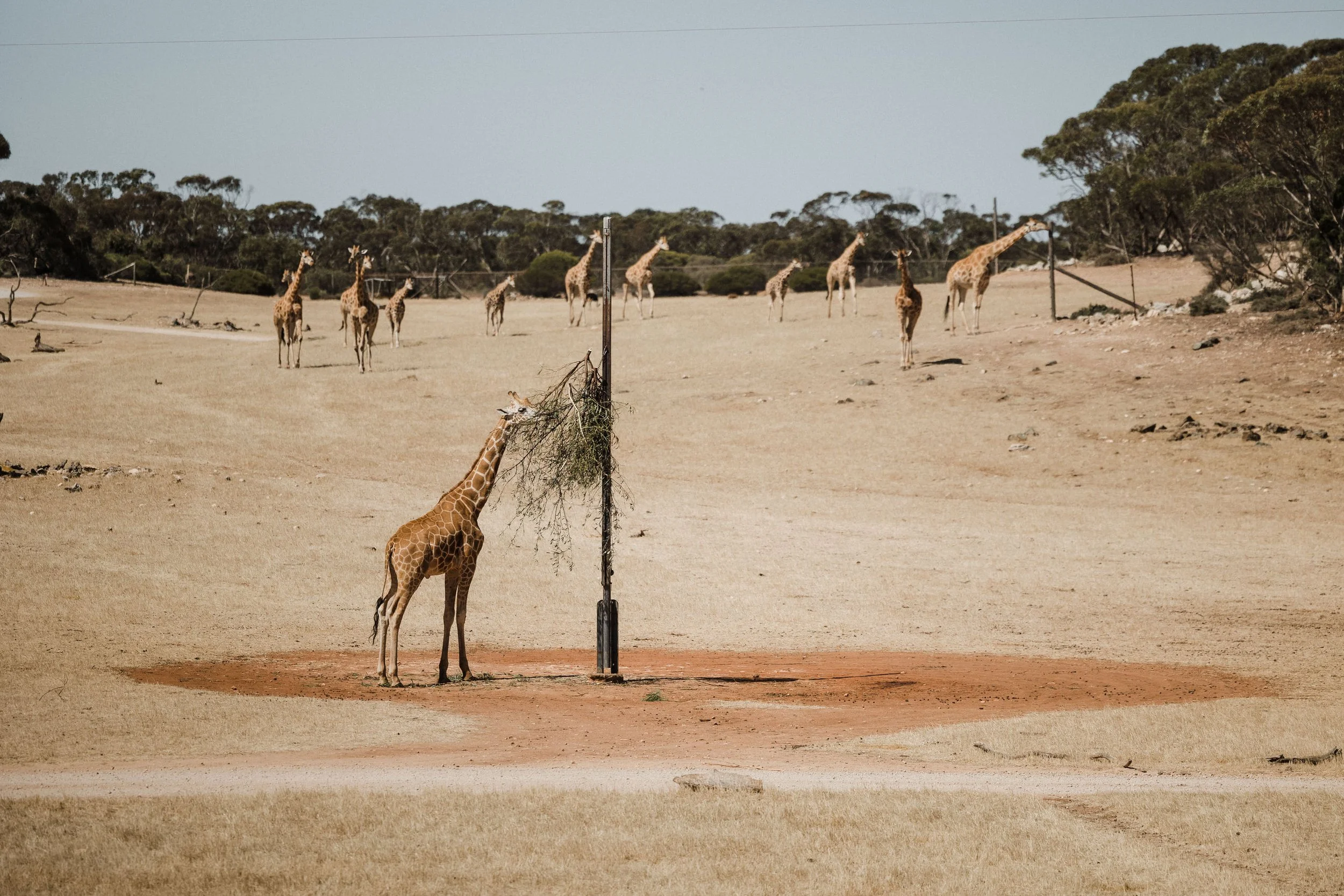 07 Monarto Zoo Wedding - giraffes.jpg
