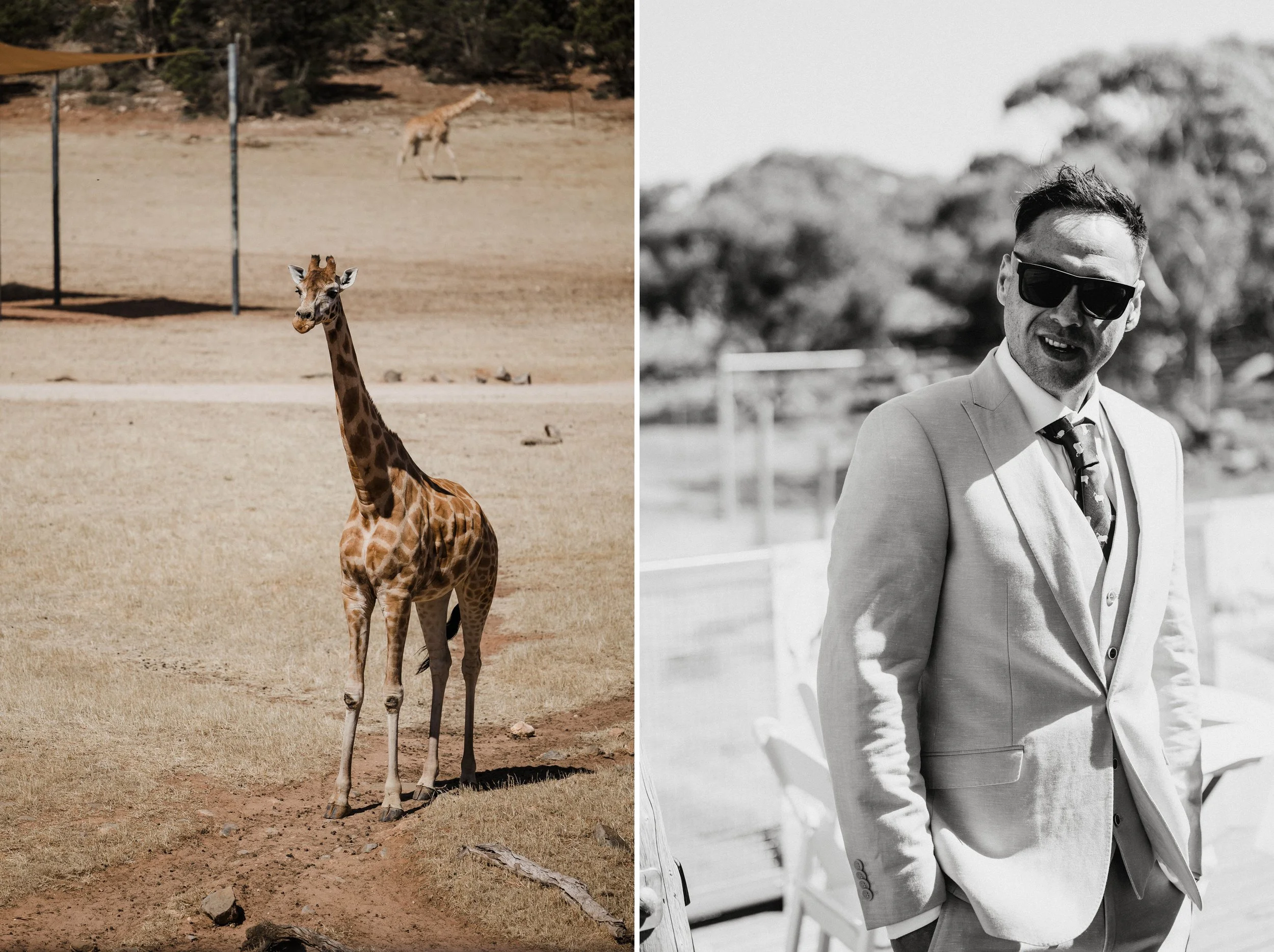 10 Monarto Zoo Wedding - giraffe platform.jpg